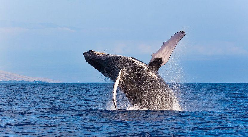 Whale breaching during a whale watch